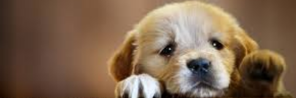 Cover image for post My Wounds, by ladii_bvg