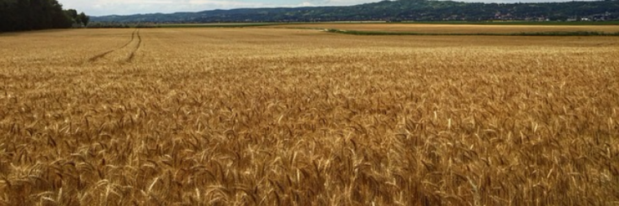 Cover image for post Amber Waves, by RLW