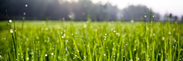 Cover image for post A Single Blade Of Grass, by PDB