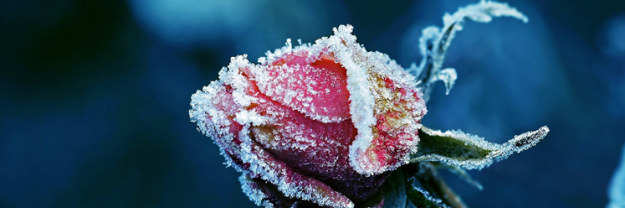 Cover image for post Boy and the Beast, by Adamotaur