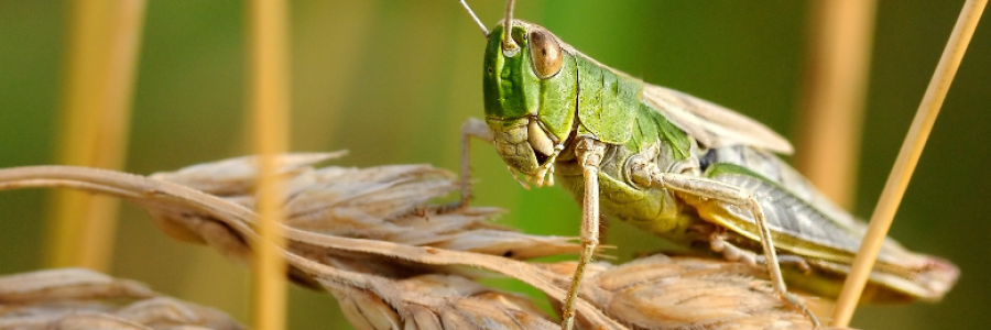 Cover image for post Restoring the Locust Years, by starryEyes