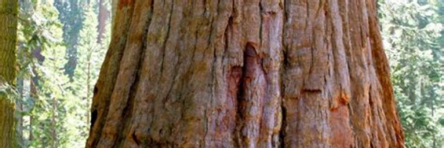 Cover image for post Giant, by BonnieBoo