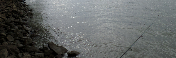 Cover image for post December Flowers, by NixyCane