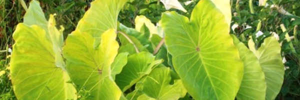 Cover image for post Room to Grow, by NixyCane