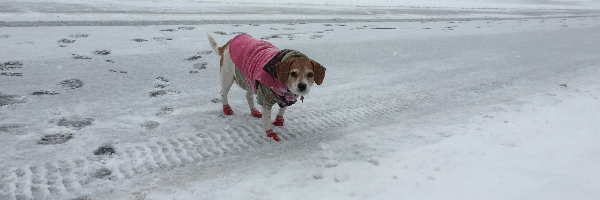 Cover image for post Why You Can't Remember the Future, by rickmoss