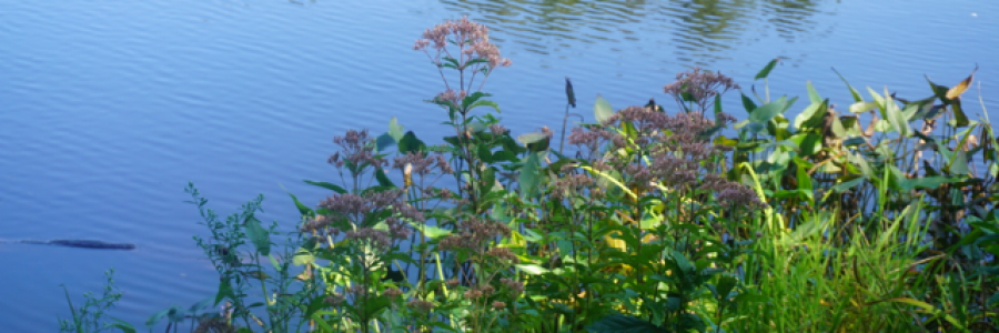 Cover image for post Ruled By Anger, by Ken_W_Writer