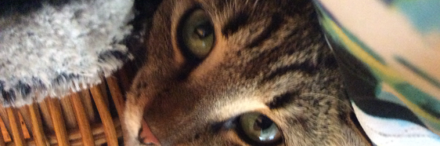 Cover image for post It's all been done before, by TheCaptainsWife