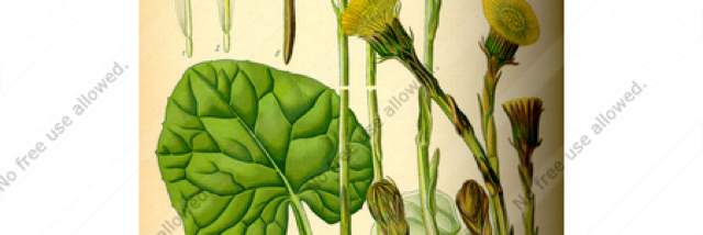 Cover image for post Witches Have Worts, by RiverStarr