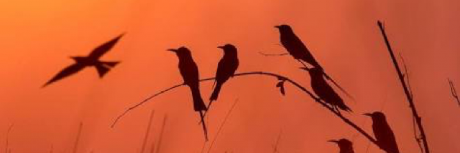 Cover image for post Untitled, by oblivion