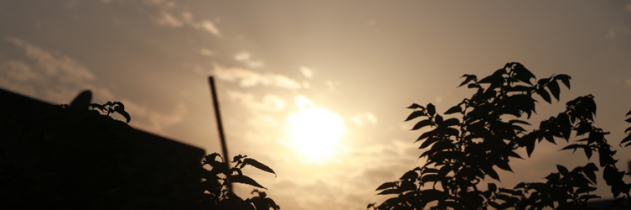 Cover image for post Little joys of life, by nehasri