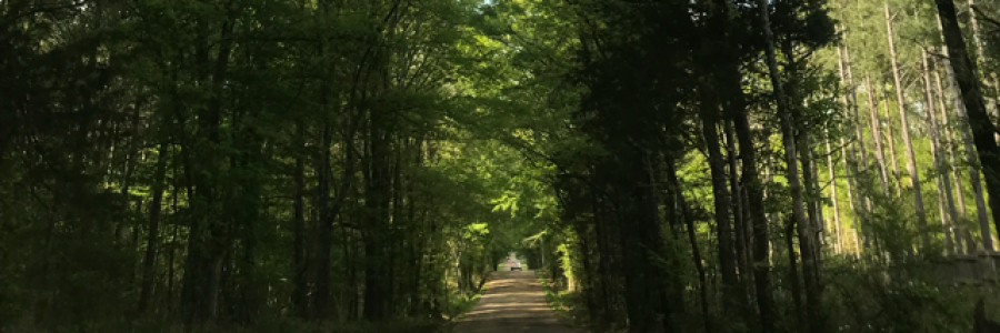 Cover image for post Slow Southern State, by AnnahCash