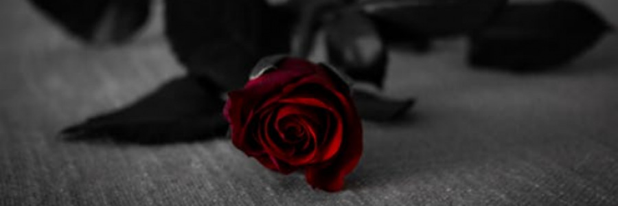 Cover image for post my rose(s), by IvyBee