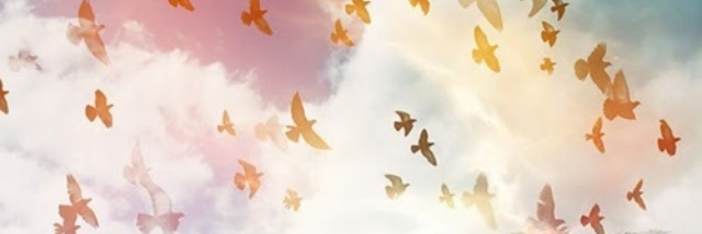 Cover image for post Free, by amber_lynne