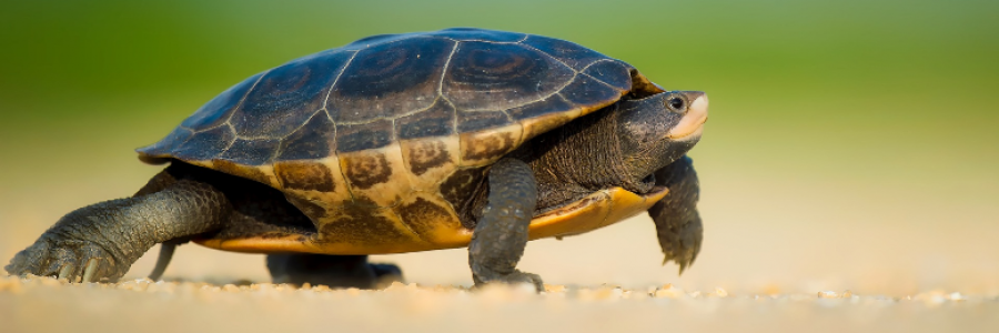 Cover image for post The Tortoise, by starryEyes