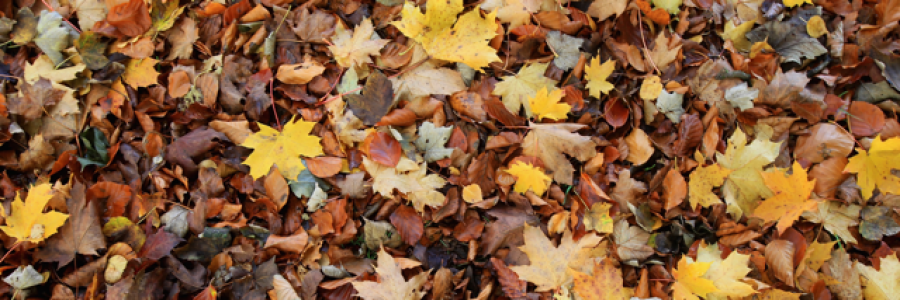 Cover image for post The Last Leaf, by Fortbruce