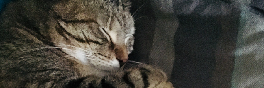 Cover image for post Soulmate, by sproductionsinc