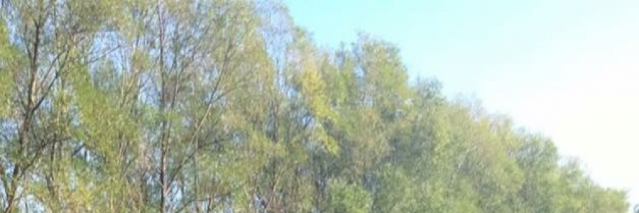 Cover image for post Love Prose, by AbbythePoet