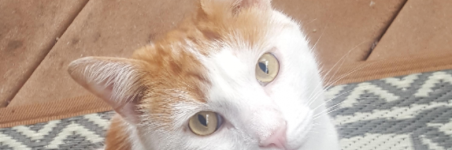 Cover image for post ODE TO CAT, by Dream