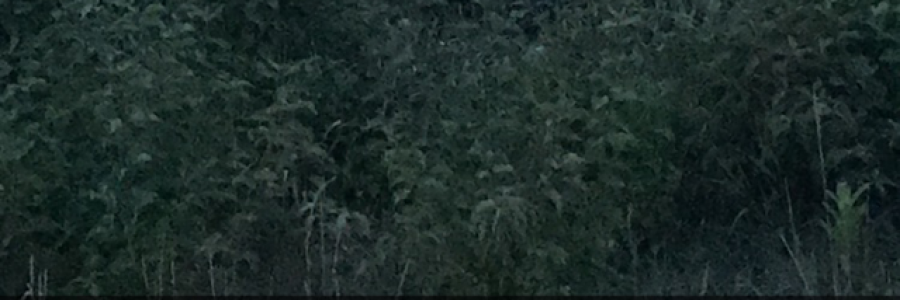 Cover image for post Wasted in Love, by AbbythePoet