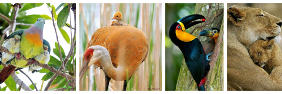 Cover image for post A Mother's Irreplaceable Love, by n311ys