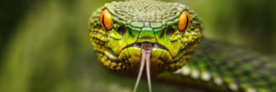 Cover image for post Grass Not Needed To Find One, by Danceinsilence