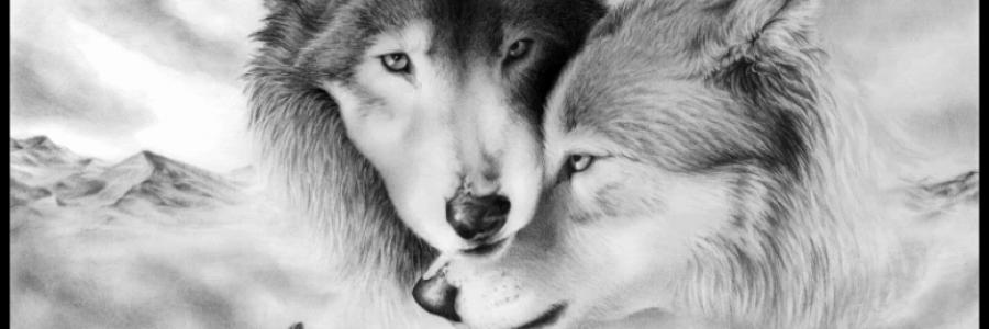 Cover image for post Wolf blood, by hausofswag