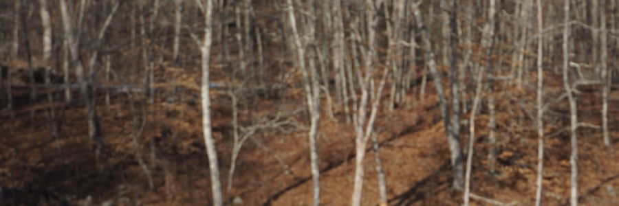 Cover image for post The Last Leaf, by Ken_W_Writer