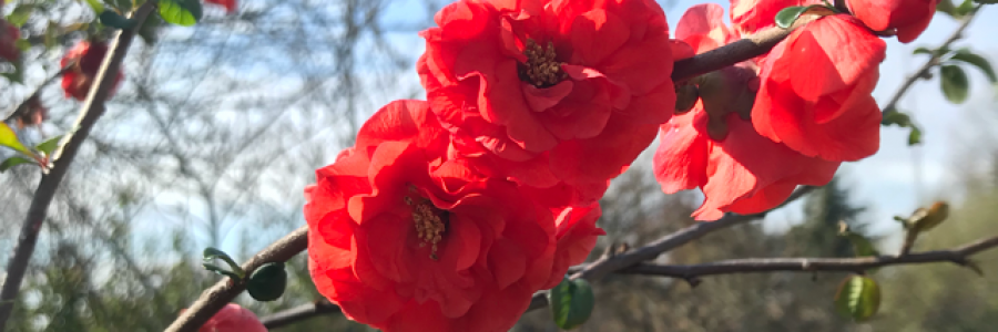 Cover image for post Crooked, by Elkroadartist