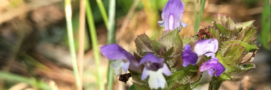 Cover image for post One Foot in Front of the Other Darling, by Elkroadartist