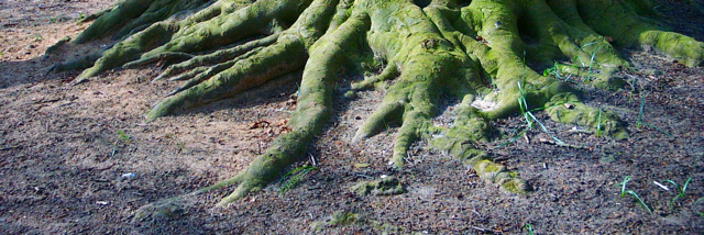 Cover image for post Family Tree, by WS