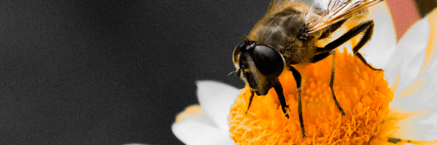 Cover image for post The Bee & His Path To Spring, by DMarieC