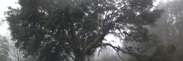 Cover image for post Inside The Whispers..., by Rebecca93