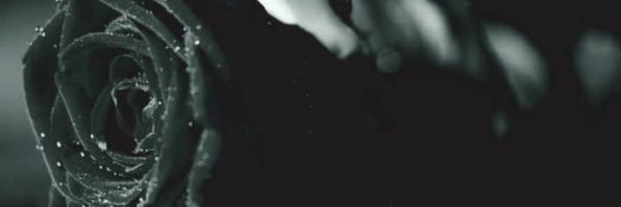 Cover image for post Loss, by IvyBee