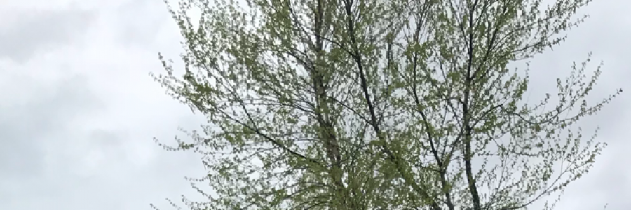 Cover image for post Shivers, by AbbythePoet