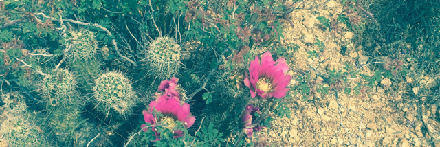 Cover image for post The Lover, by tarajohnson1656