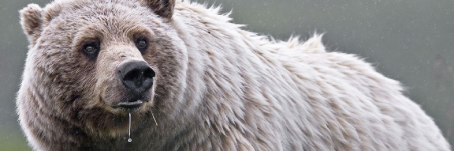 Cover image for post Rune Bear, by Charlton_Ghosh