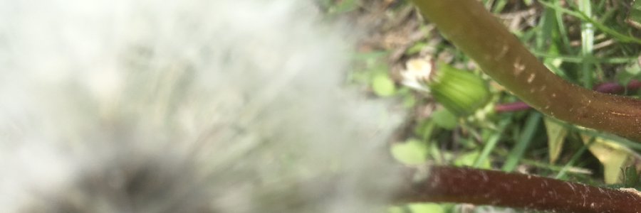 Cover image for post The Defense of the Weeds, by OliviaGrove