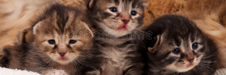 Cover image for post Mew!, by VivianSolana