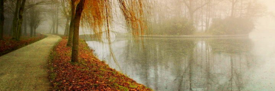 Cover image for post Autumn's land, by BathFlowers