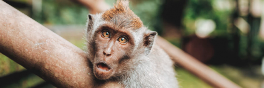 Cover image for post Dear Guy I Saw Order Spicy Tuna Salad on a Chocolate Chip Bagel 3 Years Ago, by jodimichelle