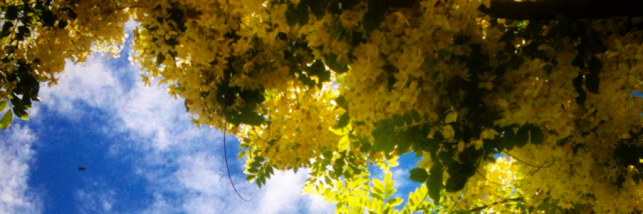 Cover image for post The Shower Tree, by Hosea