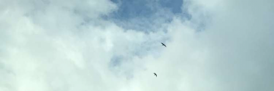 Cover image for post Poem for Him., by AbbythePoet