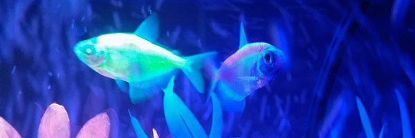 Cover image for post Dreams that stick, by Marybken