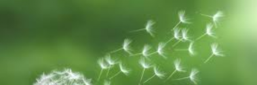 Cover image for post I Am Dandelion, by DaretoDream