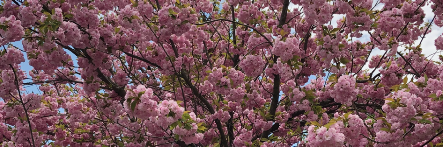 Cover image for post Integrated, by SarcasticPoet