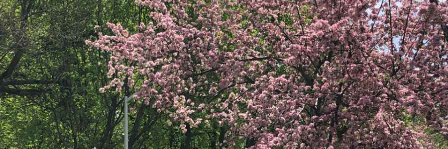 Cover image for post Integrated, by SarcasticPoet