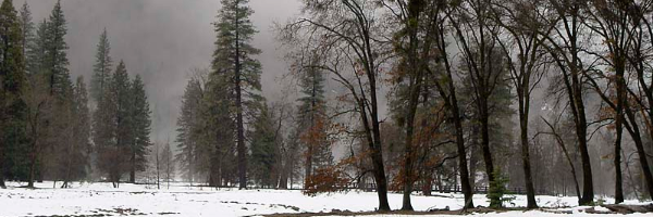 Cover image for post Darkness in the trees., by emitchellwrite