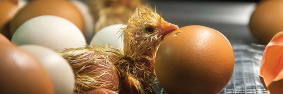 Cover image for post The Hatchling, by JTHaven