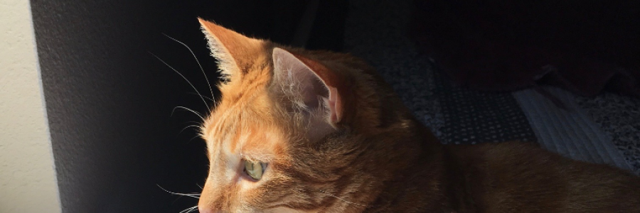 Cover image for post the green-eyed monster, by rcasey957