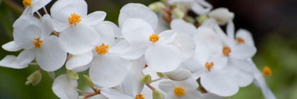 Cover image for post Don't Call Me "Nice.", by Caulerpa